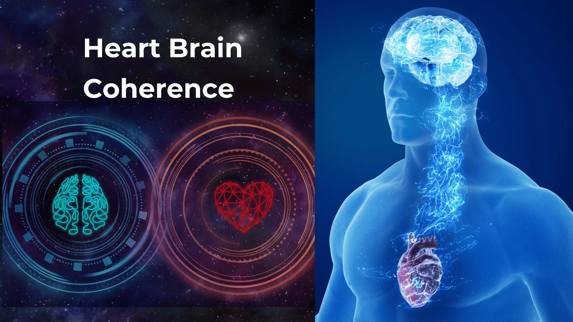 Heart Brain Coherence: illustration of the heart and brain connected
